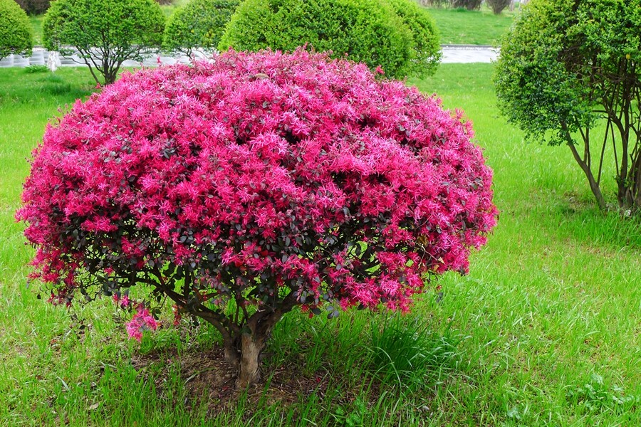 红花檵木绿化树苗红花继木色块苗庭院园林绿化小苗开花植物球形