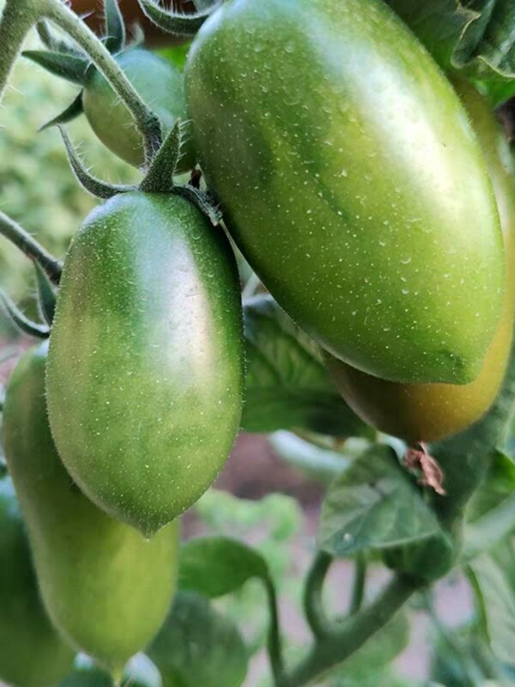 西红柿水果樱桃小番茄千禧红圣女果种苗四季盆栽蔬菜种子阳台盆栽 - 图0