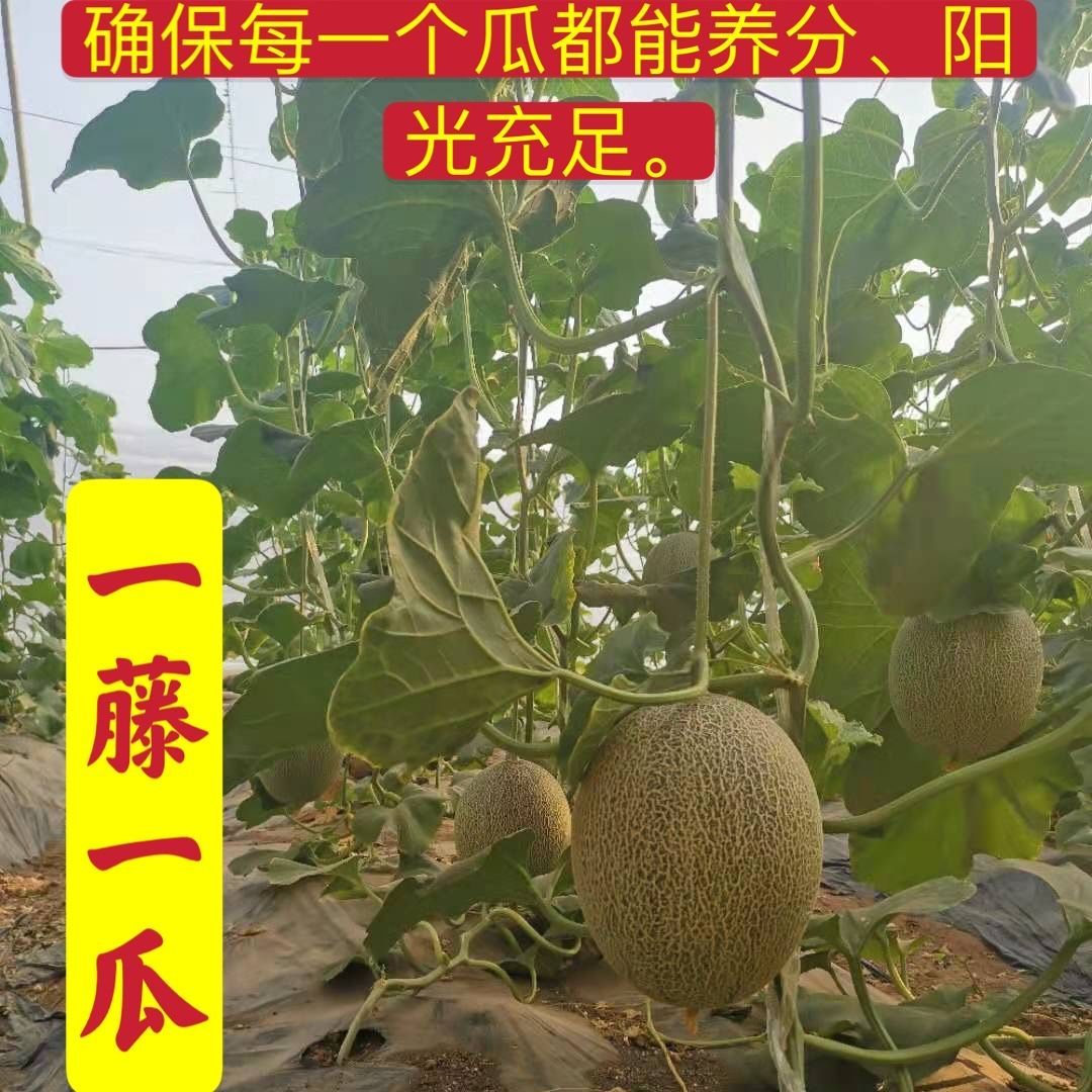 【新疆直发】正宗新疆哈密瓜现摘现发新鲜网纹瓜西周蜜顺丰包邮 - 图2