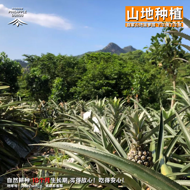 神湾菠萝新鲜水果当季小菠萝鲜果现摘高山种植非凤梨大果整箱包邮 - 图1