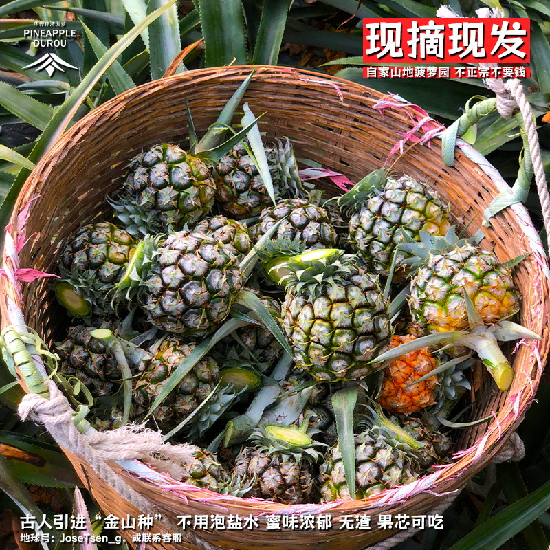 【自家果园】广东神湾菠萝新鲜水果10斤装当季胜过凤梨中山小菠萝 - 图3