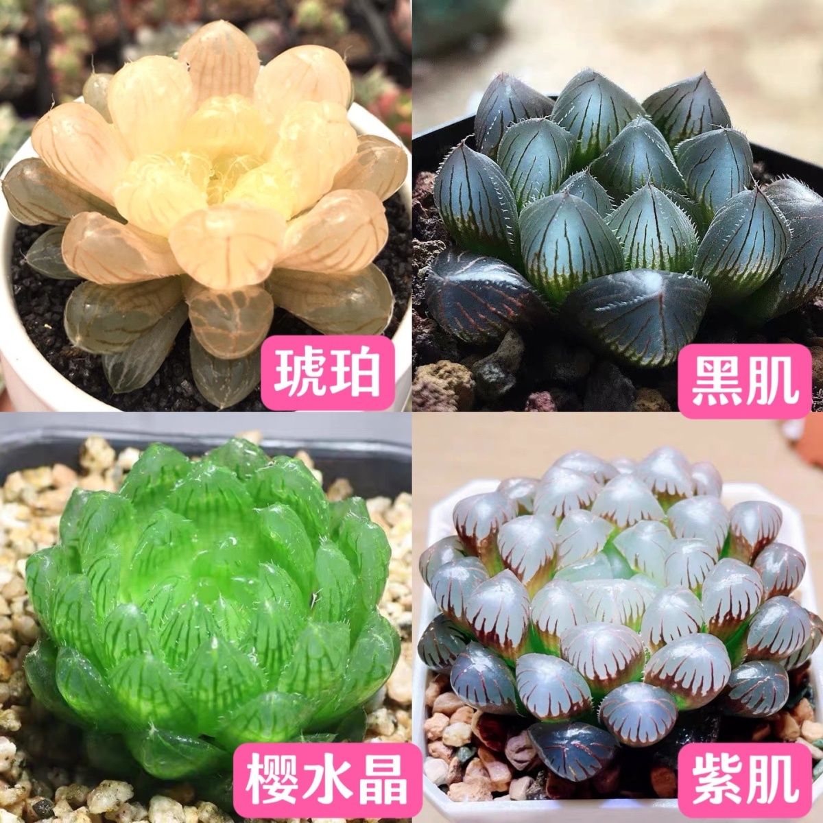 精品白莲花玉露多肉植物冰灯琥珀稀有贵货室内阳台防辐射盆栽绿植 - 图2