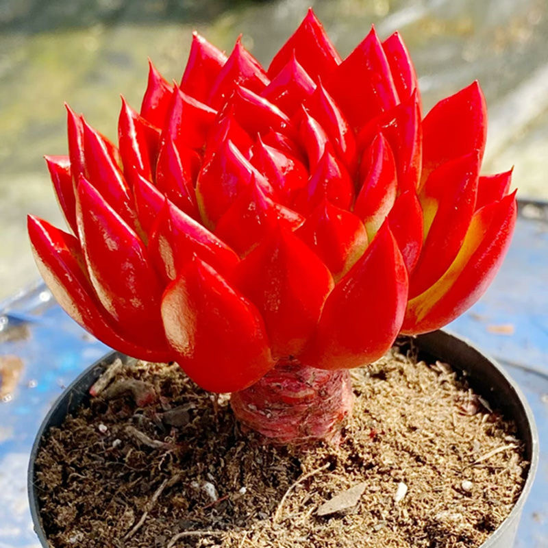 红茶多肉植物新品美观室内阳台好养精品趣味盆栽绿植花卉种好组合,淘宝优惠券,粉丝福利购,淘宝优惠卷