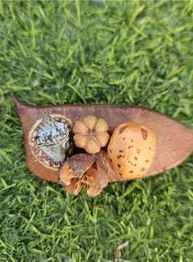 新款 云南大理苍山果实冰箱贴森系磁铁风干刀角豆底座装饰摆件