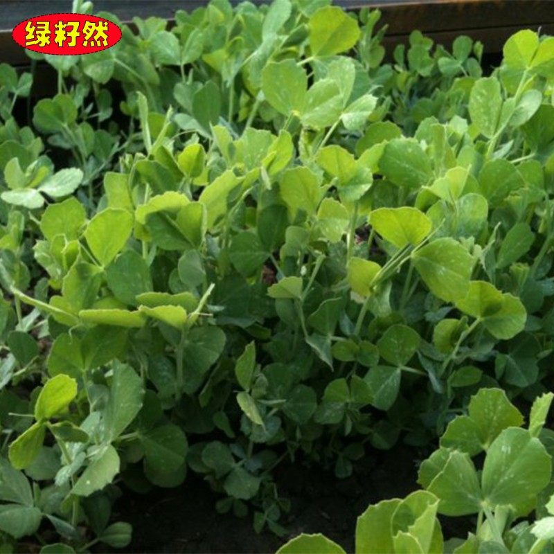 豆苗种子豌豆尖种籽特嫩爽甜芽苗菜种子菜阳台盆栽四季蔬菜种孑籽_虎窝淘