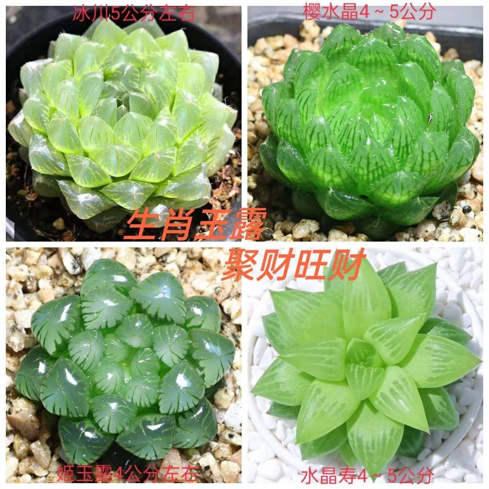 玉露多肉植物组合十二卷花卉盆栽黄金玉露冰灯冰川 室内盆栽属鸡,淘宝优惠券,粉丝福利购,淘宝优惠卷