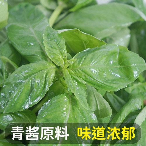 新鲜甜罗勒叶食用披萨草调味调料泰式香料菜青酱食材非九层塔蔬菜 - 图1
