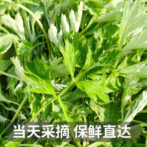 艾草新鲜食用蔬菜现摘清明草粑粑青团3斤顺丰包邮艾叶新鲜艾草叶