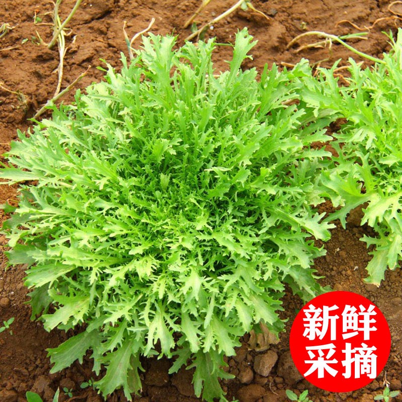 新鲜苦菊生菜500g苦苣细叶蔬菜沙拉轻食西餐生吃配菜食材狗牙菜-图1