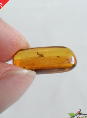 小虫天然缅甸通透金珀