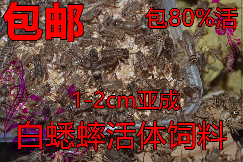 白蟋蟀针头油葫芦活体爬宠蜘蛛守宫树蛙蚂蚁食物鸟龙鱼活物饲料 - 图0