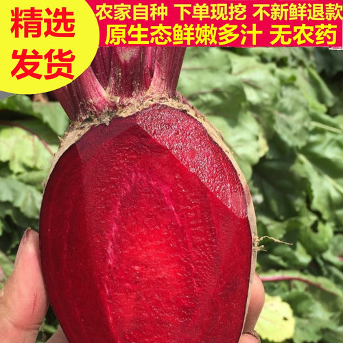 2026年新鲜甜菜根红菜头迷你红甜菜甜菜头紫菜头卡通馒头包子5斤 - 图0