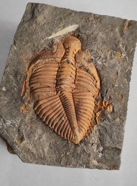 三叶虫古生物王冠虫化石天然原石标本动物摆件礼物科普教学收藏