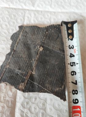 古生物化石植物化石芦木标本 摆件科普教学收藏天然原石