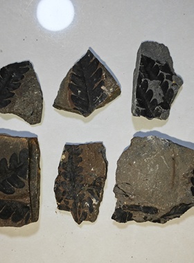 古生物化石植物化石原石奇石观赏石摆件科普教学收藏标本