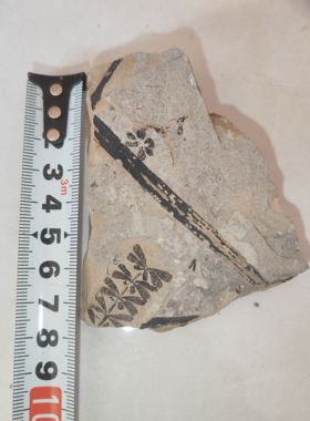 古生物化石植物化石楔叶天然原石科普教学收藏标本摆件