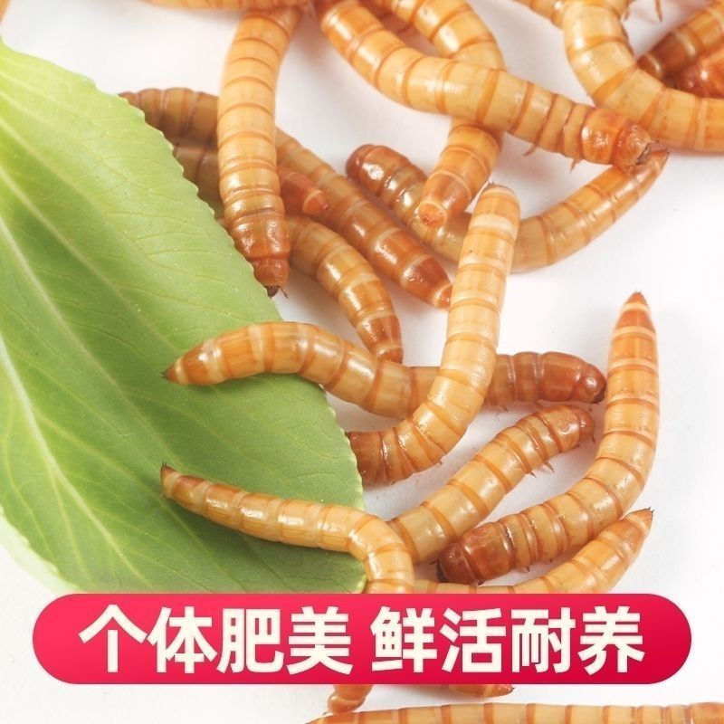 螳螂食物鲜活面包虫蟋蟀蛐蛐高蛋白营养黄粉零食爬宠鸣虫专用饲料,淘宝优惠券,粉丝福利购,淘宝优惠卷