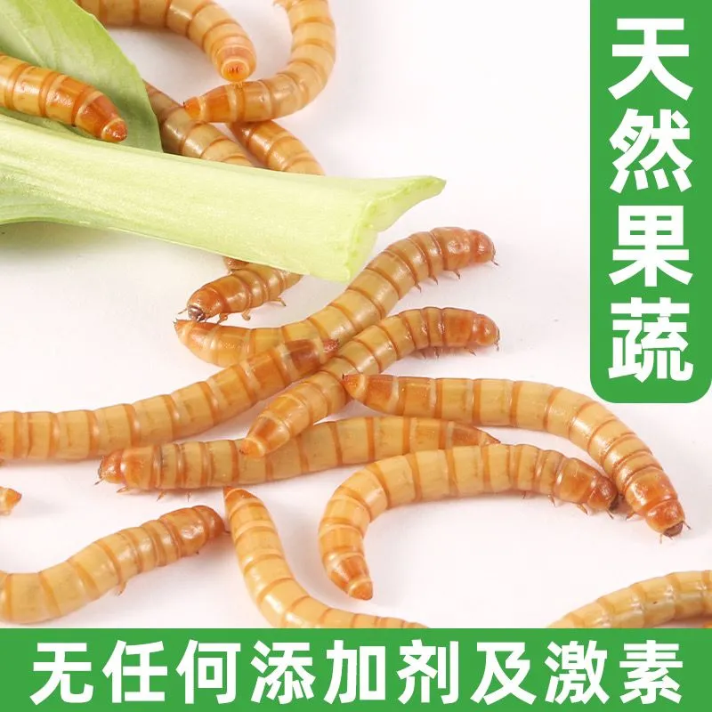 螳螂食物鲜活面包虫蟋蟀蛐蛐高蛋白营养黄粉零食爬宠鸣虫专用饲料,淘宝优惠券,粉丝福利购,淘宝优惠卷