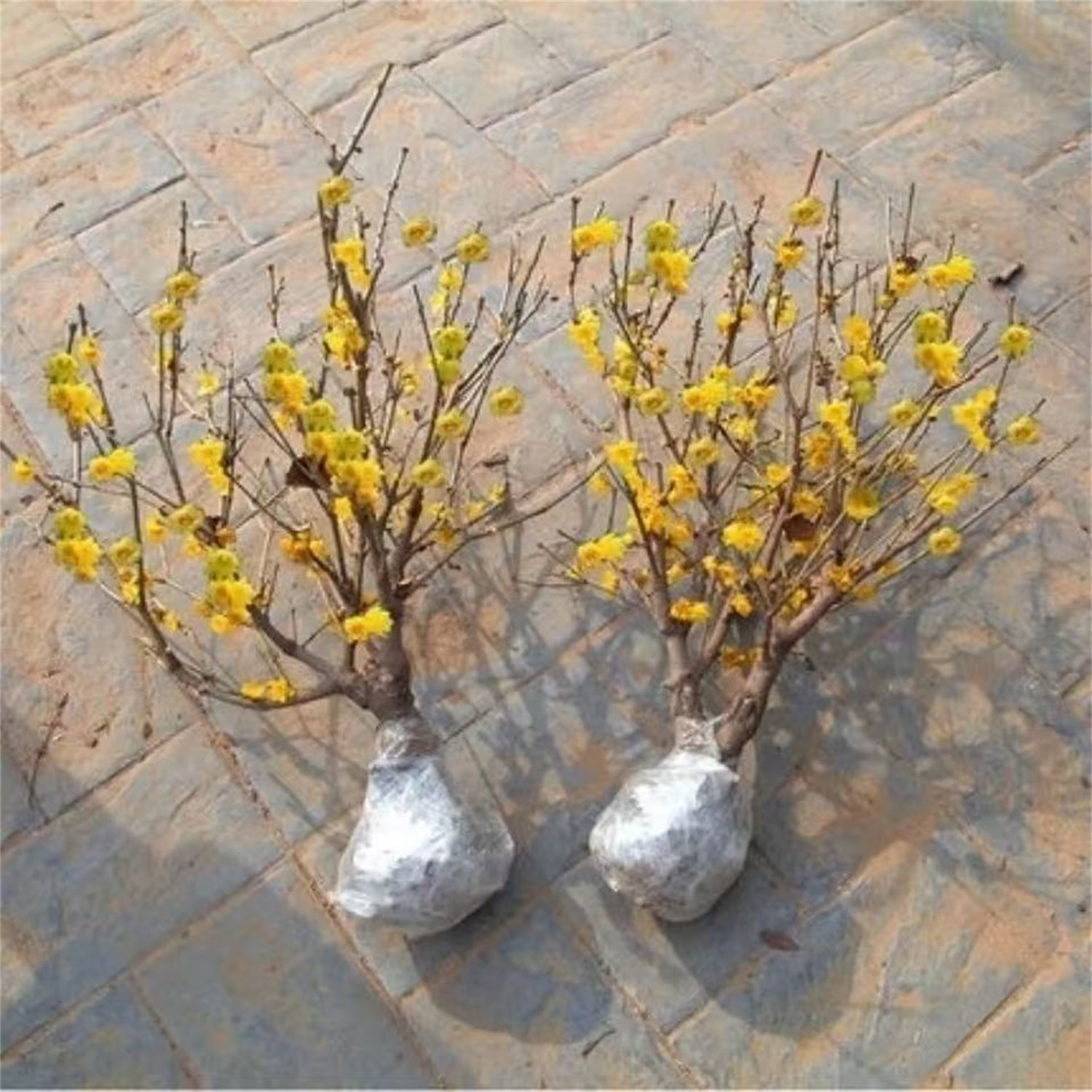 原生蜡梅花树丛生苗浓香耐寒老桩盆景素心蜡梅盆栽嫁接矮化腊梅花,淘宝优惠券,粉丝福利购,淘宝优惠卷