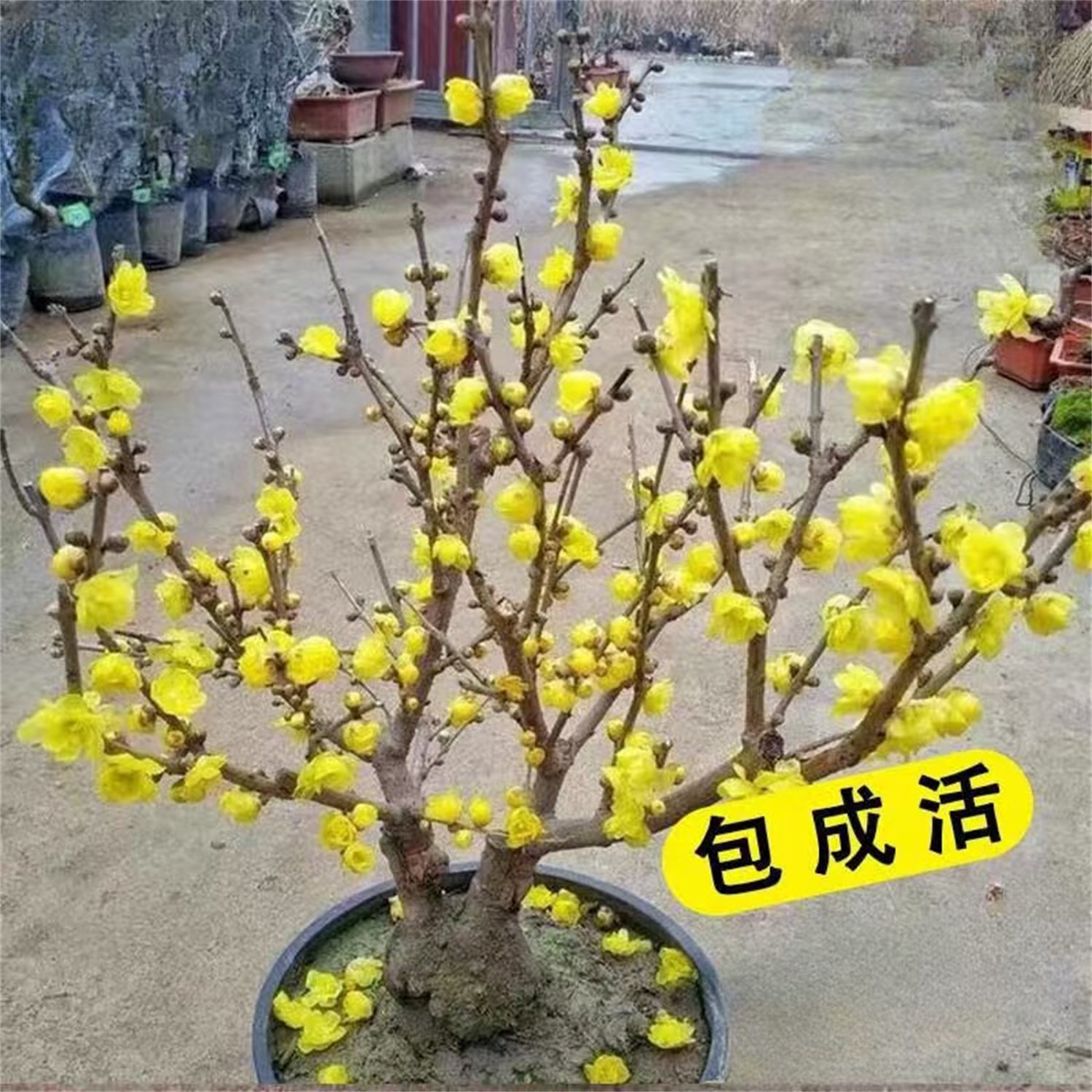 原生蜡梅花树丛生苗浓香耐寒老桩盆景素心蜡梅盆栽嫁接矮化腊梅花,淘宝优惠券,粉丝福利购,淘宝优惠卷