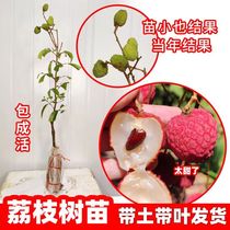 Non-nuclear lychee marrying Miao Guangxi shipped with earth with Ye Zhengzong Lai Chi Miao Lychee Sapiei Sapiao to Smile Saplings