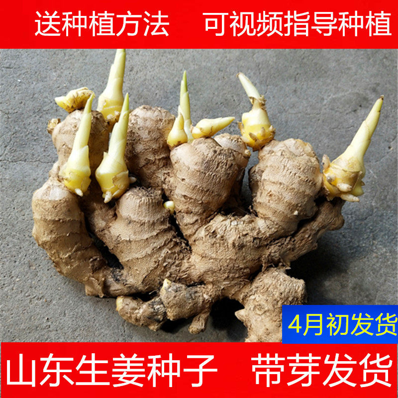 种姜技术 新人首单立减十元 22年4月 淘宝海外