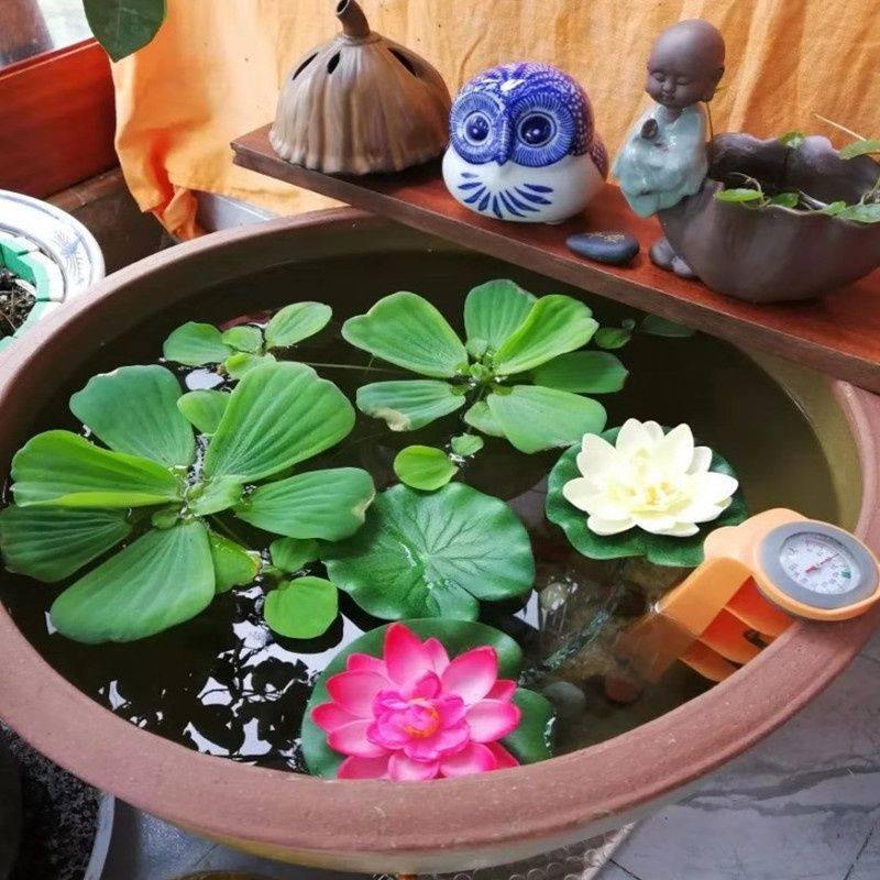 水草浮萍水葫芦水芙蓉狐尾草水生植物花卉鱼虾蟹龟缸池塘造景四季,淘宝优惠券,粉丝福利购,淘宝优惠卷