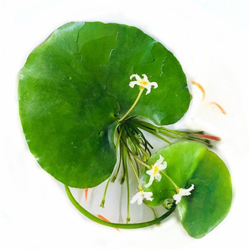 水草浮萍水葫芦水芙蓉狐尾草水生植物花卉鱼虾蟹龟缸池塘造景四季,淘宝优惠券,粉丝福利购,淘宝优惠卷
