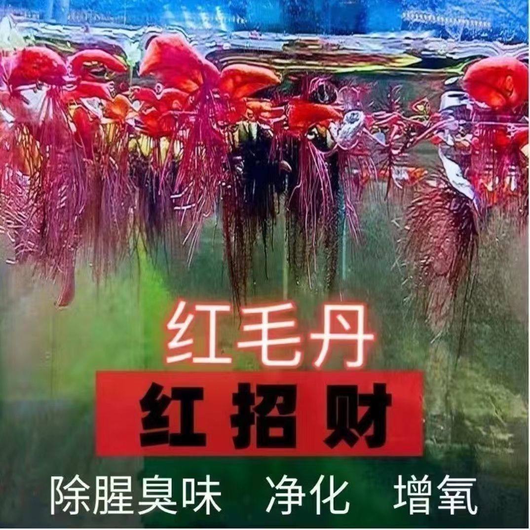鱼缸乌龟缸浮萍水草红毛丹水培植物鱼虾躲避增氧净化水质生态造景,淘宝优惠券,粉丝福利购,淘宝优惠卷