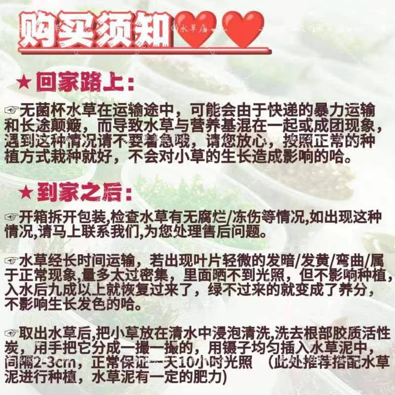 绿宫廷血红宫廷水草新手无菌杯鱼缸草缸造景水下淡水无碳后景草,淘宝优惠券,粉丝福利购,淘宝优惠卷