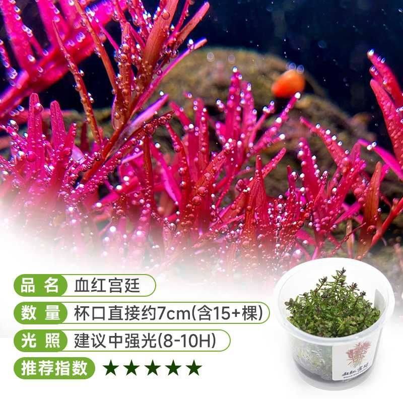 绿宫廷血红宫廷水草新手无菌杯鱼缸草缸造景水下淡水无碳后景草,淘宝优惠券,粉丝福利购,淘宝优惠卷