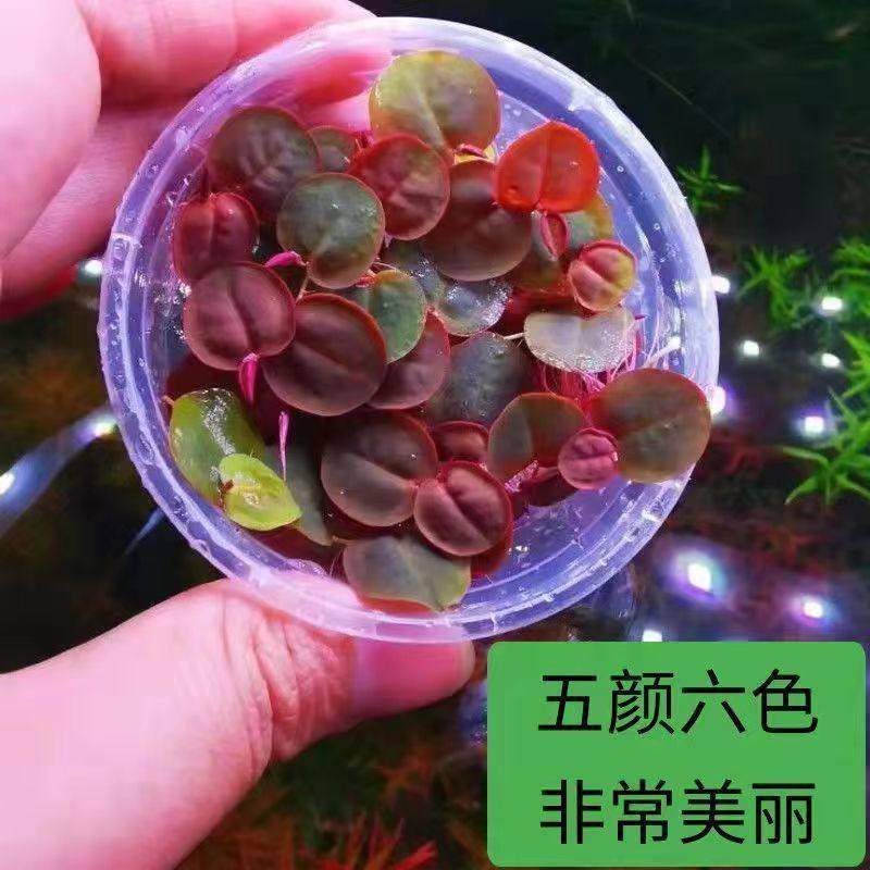 鱼缸乌龟缸浮萍水草红毛丹水培植物鱼虾躲避增氧净化水质生态造景,淘宝优惠券,粉丝福利购,淘宝优惠卷