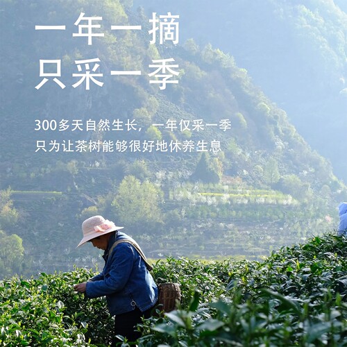 2026新茶现货特级绿茶紫阳富硒茶产区特产高山云雾240g送礼盒 - 图1