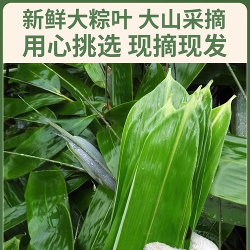 好粽叶包粽子专用粽子叶干特大号棕叶竹叶子新鲜商用端午批发箬叶