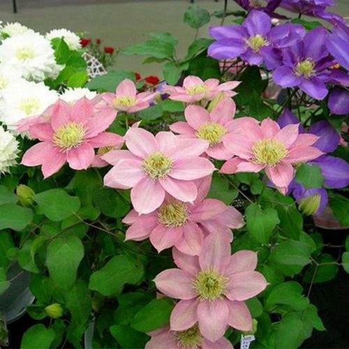 龙龙月季园艺 小美人鱼 铁线莲花苗 重瓣大花庭院爬藤攀援花卉,淘宝优惠券,粉丝福利购,淘宝优惠卷