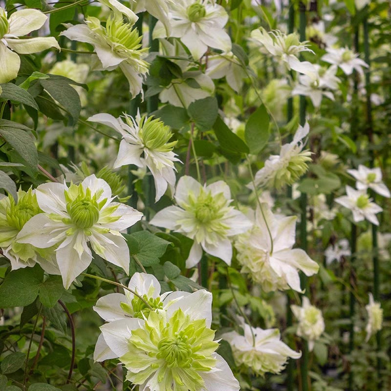龙龙月季园艺 小绿 铁线莲阳台庭院花墙爬藤藤本植物新手易养,淘宝优惠券,粉丝福利购,淘宝优惠卷
