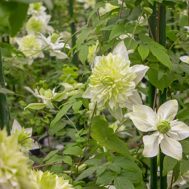 龙龙月季园艺 小绿 铁线莲阳台庭院花墙爬藤藤本植物新手易养,淘宝优惠券,粉丝福利购,淘宝优惠卷