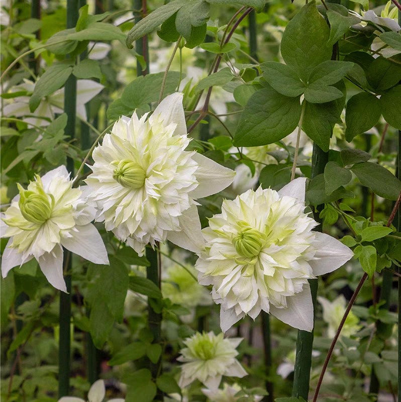 龙龙月季园艺 小绿 铁线莲阳台庭院花墙爬藤藤本植物新手易养,淘宝优惠券,粉丝福利购,淘宝优惠卷