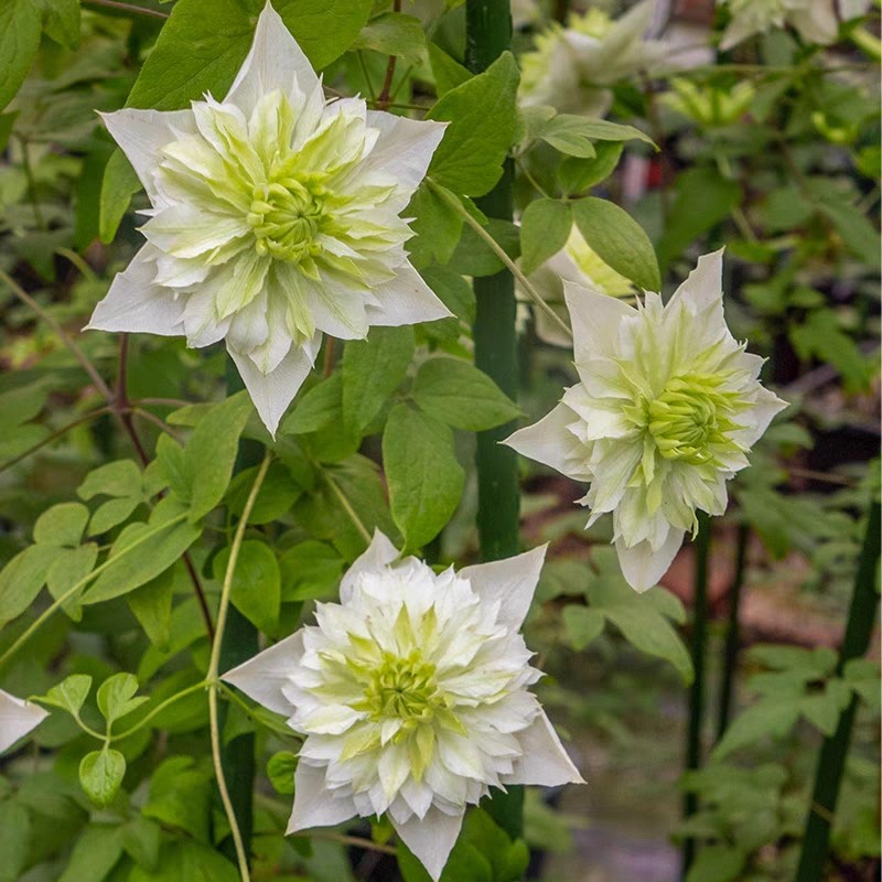 龙龙月季园艺 小绿 铁线莲阳台庭院花墙爬藤藤本植物新手易养,淘宝优惠券,粉丝福利购,淘宝优惠卷