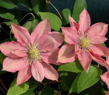 龙龙月季园艺 小美人鱼 铁线莲花苗 重瓣大花庭院爬藤攀援花卉,淘宝优惠券,粉丝福利购,淘宝优惠卷