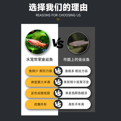 白云金丝鱼活体小型原生鱼冷水鱼观赏原生鱼红尾灯科荷兰金丝鱼 - 图1