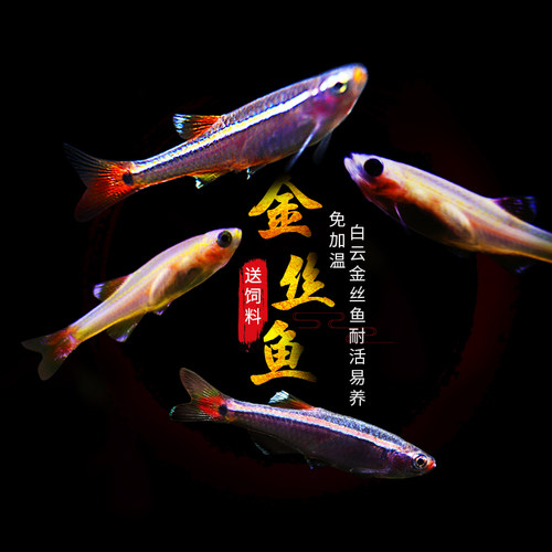 白云金丝鱼活体小型原生鱼冷水鱼观赏原生鱼红尾灯科荷兰金丝鱼 - 图0