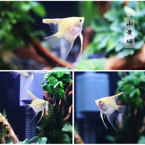 神仙鱼活体观赏鱼神仙鱼燕鱼热带鱼秘鲁神仙红头三色黑神仙小花仙 - 图2