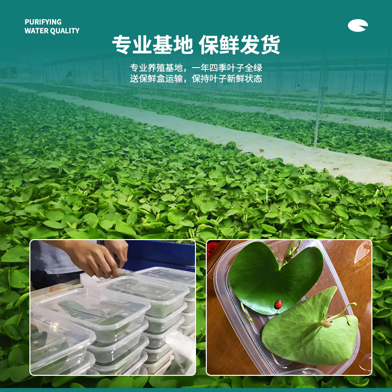 一叶莲浮萍鱼缸水草水培植物碗莲水生植物花卉室内阳台四季开花 - 图2