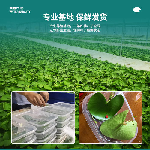 一叶莲浮萍鱼缸水草水培植物碗莲水生植物花卉室内阳台四季开花 - 图2