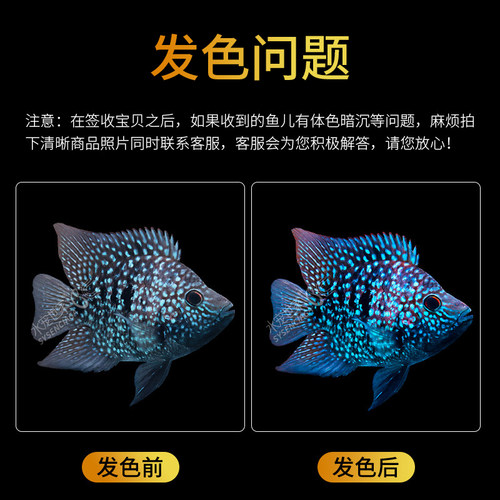 罗汉鱼热带鱼观赏鱼蓝德萨蓝财神鱼淡水活体鱼宠物鱼德州豹 - 图1