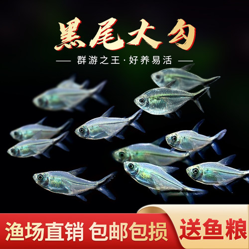 黑尾大勾群游鱼草缸热带观赏鱼红绿灯小淡水天使红大勾扯旗灯科鱼 - 图0