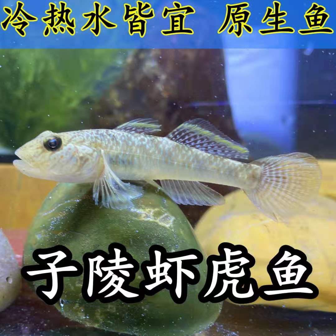 淡水鱼在线阅读_2013部编版八年级生物上册书_好学电子课本网