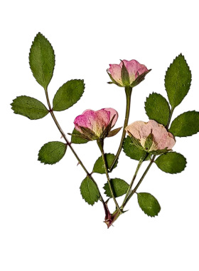 玫瑰花系滴胶新品儿童书签