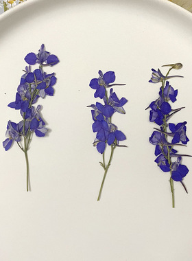 手工书签相框押花材料带枝飞燕